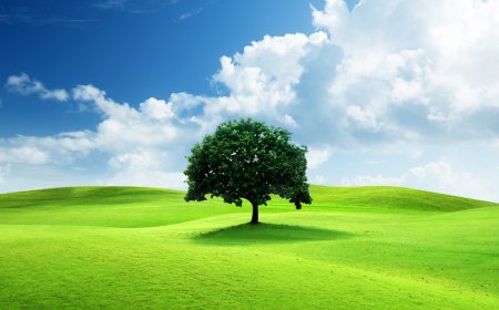 Free Domain Authority Checker