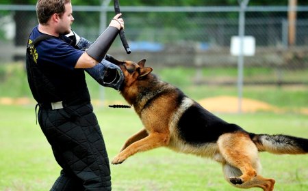 High Caliber Protection Dogs: The Ultimate Guardians for Your Safety