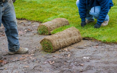 Problems when laying sod on uneven dirt
