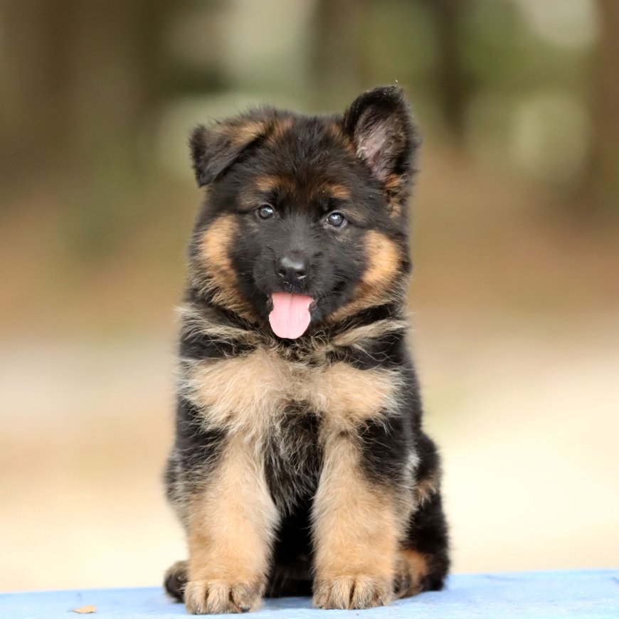 German Shepherd Puppies for Sale in Florida – Purebred & Healthy