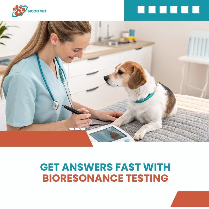 Looking for Vets Near Me? Discover a Holistic Approach with Bioresonance.vet