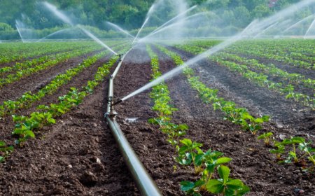 Everything You Need to Know About Installing an Irrigation System