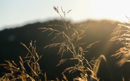 Achieve a Lush Lawn with Trusted Fescue Grass Solutions