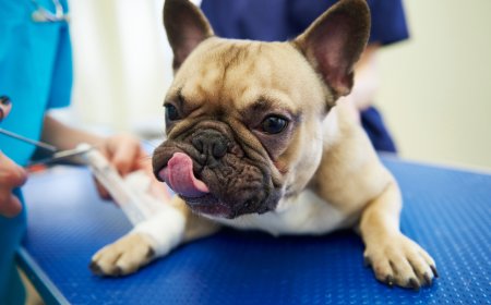 How to Choose the Best Pet Medicines Online Without Overpaying