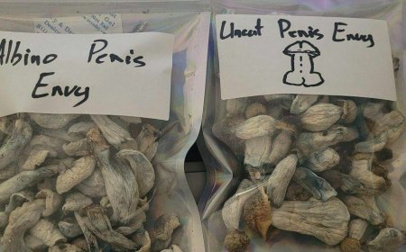 The Potential Effects of Consuming magic mushroom