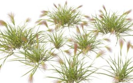 Download Enscape Plants Model for Revit – Free 3D