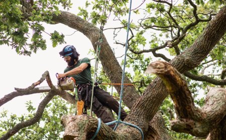 Safe, Smart & Sustainable: The Essential Guide to Tree Cutting and Stump Grinding Services