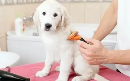 Top Hygiene Cuts for Dogs at Boops N' Bubbles