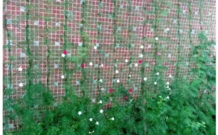 Choosing the Best Trellis for Cannabis: A Grower’s Guide to Healthier Plants and Bigger Yields