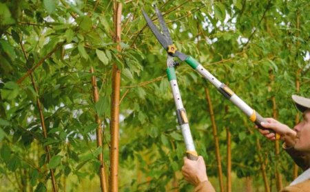 The Ultimate Guide to Tree Pruning: Techniques, Benefits, and Best Practices