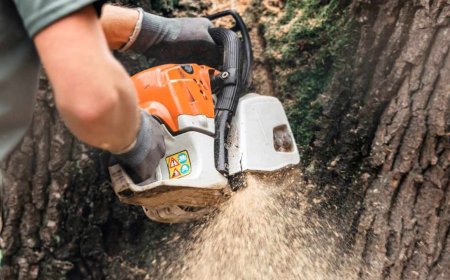 Tree Pruning: The Ultimate Guide to Healthier, Safer, and More Beautiful Trees