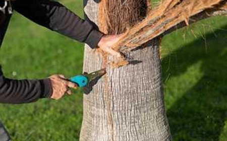 Tree Pruning: A Complete Guide to Healthier, Safer, and Better-Looking Trees