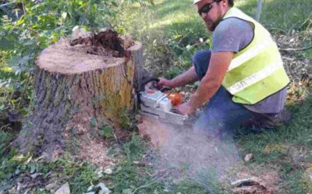 Tree Pruning: A Complete Guide to Healthier, Safer, and Better-Looking Trees