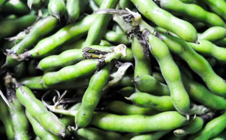 Fava Beans Market Growth, Size, and Forecast Report 2025-2033