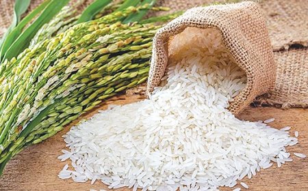 Cost Analysis for Setting up a Fortified Rice Manufacturing Plant | Report by IMARC Group