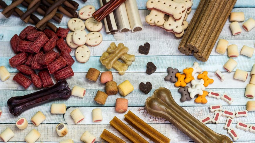 United States Pet Food Market to Surpass US$ Billion by 2033, Fueled by Rising Pet Humanization and Premium Product Demand